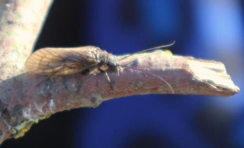 Sialis sp.
